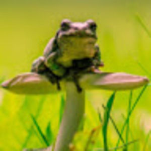 Meet your Posher, Maggie